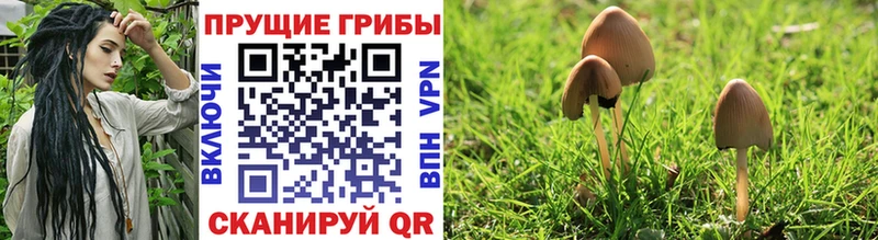 купить наркотик  Чулым  даркнет наркотические препараты  Галлюциногенные грибы Psilocybine cubensis 